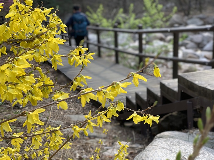 Forsythias come into view as one starts climbing Bukhansan Mountain from   Gugi Exploration Support Center.