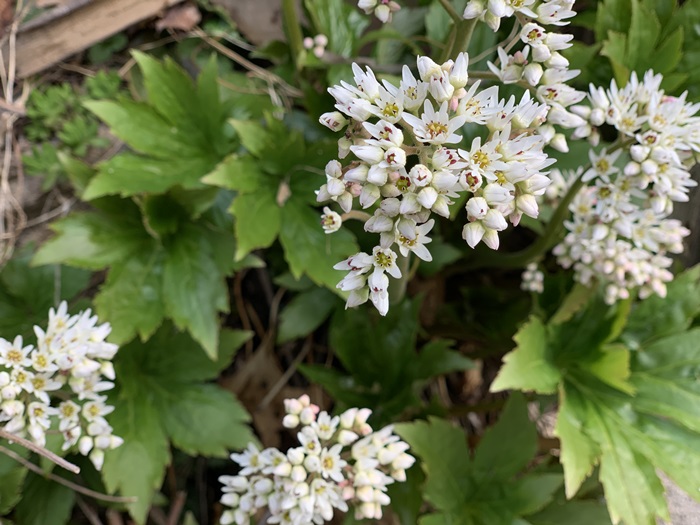 Mukdenia rossii
