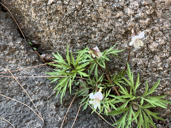 Namsam violet