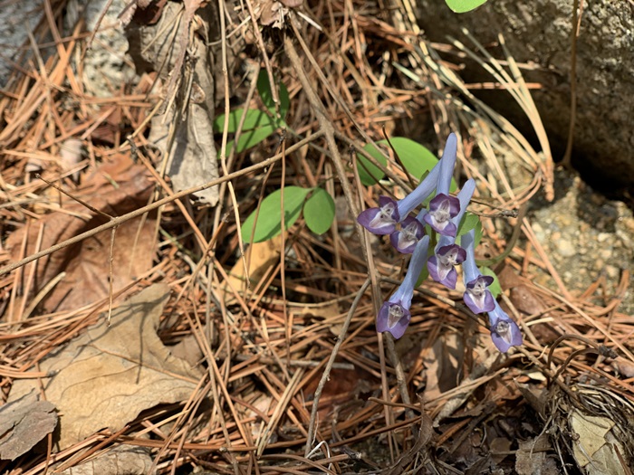 Common corydalis