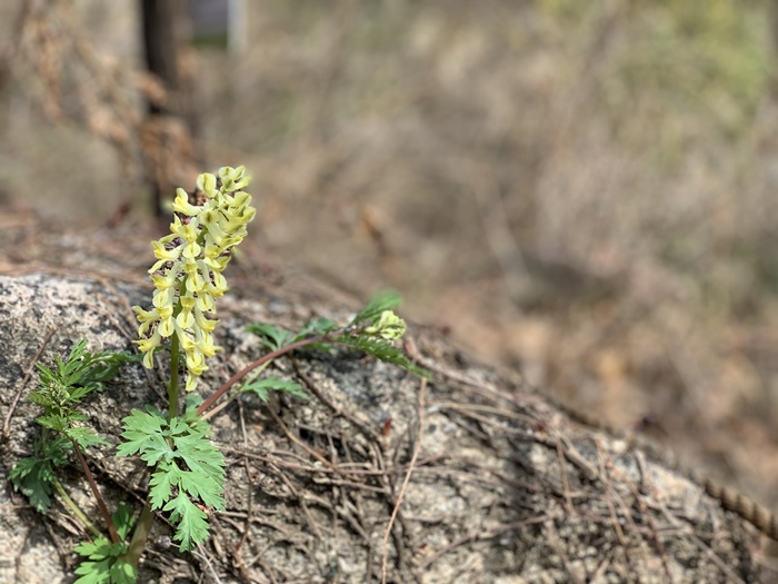 Beautiful corydalis