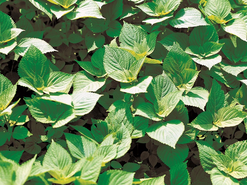 Though kkaennip (perilla leaves) are cultivated throughout Asia including in Korea, India and China, Korea is the only country to use the leaves as seasoned vegetables and spices in boiled stews and soups and side dishes.