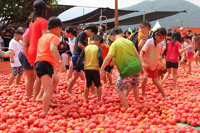 Children at the Hwacheon Tomato Festival in 2018 look for rings hidden inside tomatoes. (Organizing Committee for Hwacheon Tomato Festival)