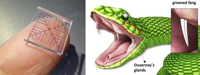 A newly released stamping patch (left) is inspired by the fangs of a rear-fanged snake (right), which has Duvernoy's gland but requires no muscle to push the poison. Such grooved fangs facilitate the easy flow of venom through capillary action, or the ability of water molecules to flow through narrow spaces with no assistance from external forces. (Soongsil University)