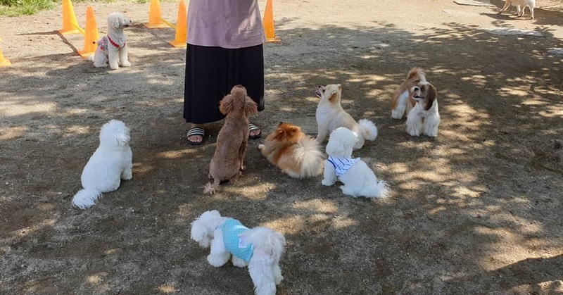 A dog preschool in Daegu (Onecook Dog Preschool)