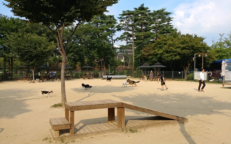 This dog park at World Cup Park requires those who enter to have a dog collar and a plastic bag to put dog excrement in. Fierce breeds such as the American pit bull terrier or dogs with an illness or in heat are also prohibited. (Seoul Metropolitan City)
