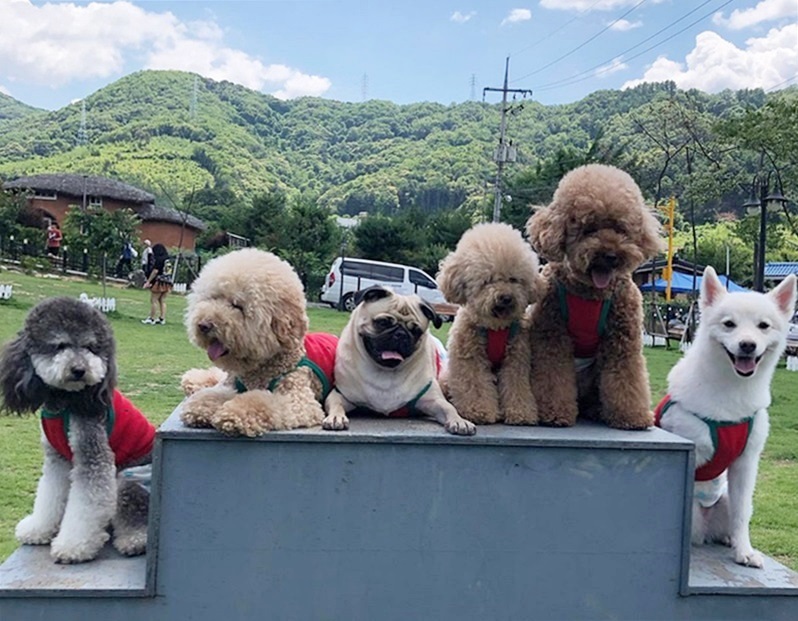 The growing number of dog owners in Korea has led to more pet-friendly cafes or even those with facilities where dogs can play. Shown here is a dog cafe in Gyeonggi-do Province. (Mungmung Super)