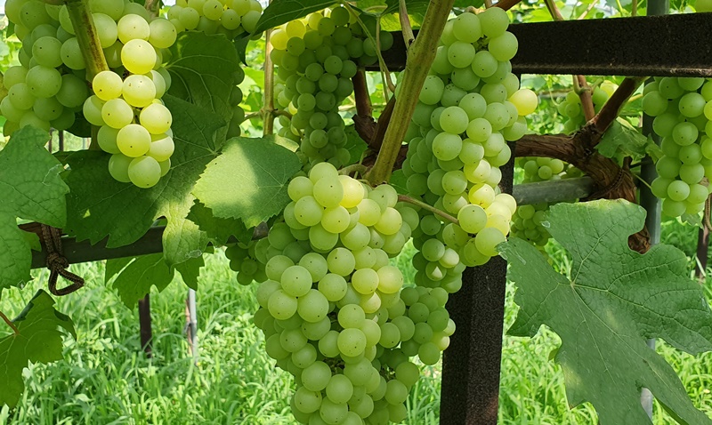 The Korean grapes Cheongsu is used for making white wine in many wineries in Korea. (Grand Coteau)