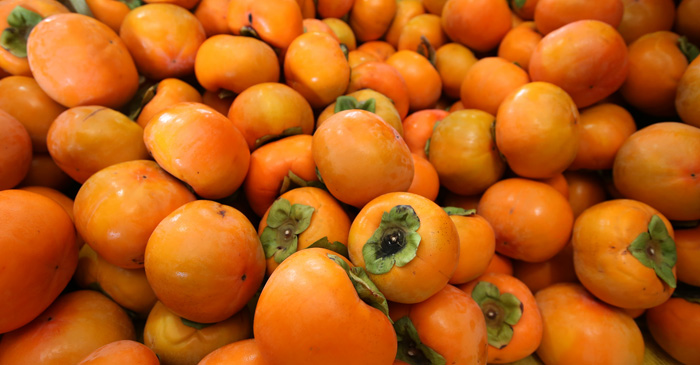 20151116_persimonfarmer_08.jpg