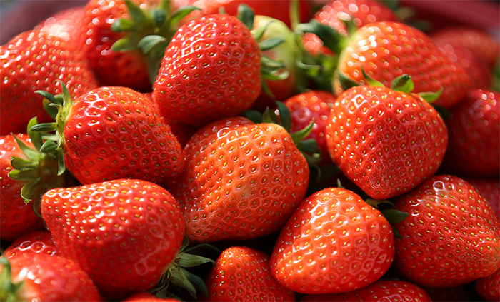 Korea's strawberries are expected to be exported to Vietnam soon. The picture shows the harvest season of a strawberry farm located at Hamyang-gun County, Gyeongsangnam-do Province.