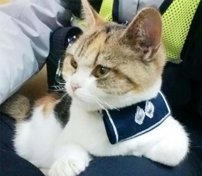 Active on night duty, Feline Officer Nyang polices the Eunhaeng Police Substation in Seongnam and has no problem working the red eye.