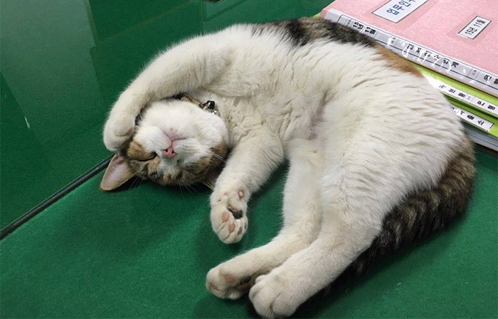 Feline Officer Nyang makes sure to rest up for the night shift.