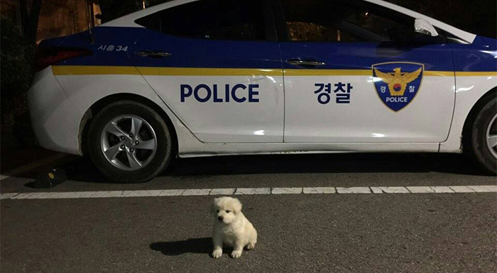 Puppy Okdori guards the patrol cars.