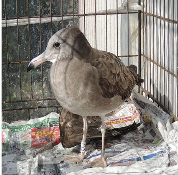 20160329_Black-tailed%20gull_02.jpg