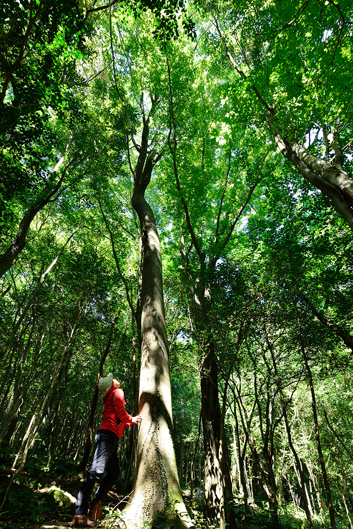 The Jeju dream house and the pecan tree - The Korea Times