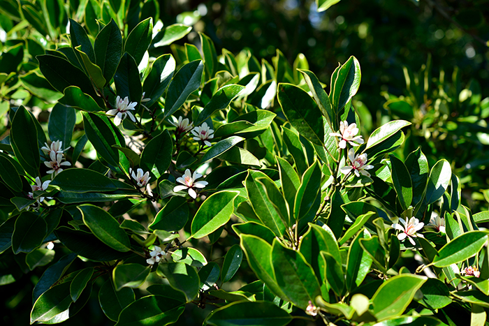 20160329_Magnolia_03.jpg