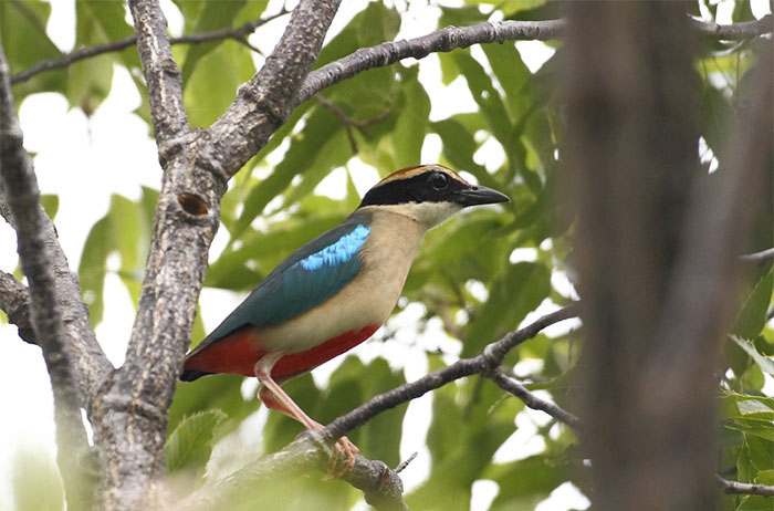 20160811_MigratoryBirds_00.jpg
