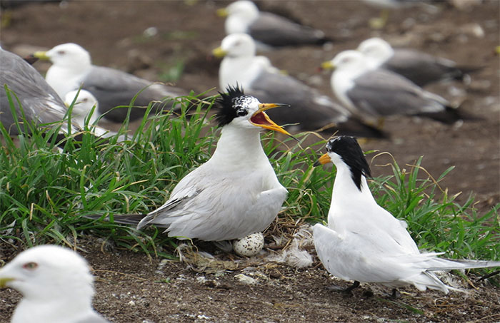 20160811_MigratoryBirds_02.jpg