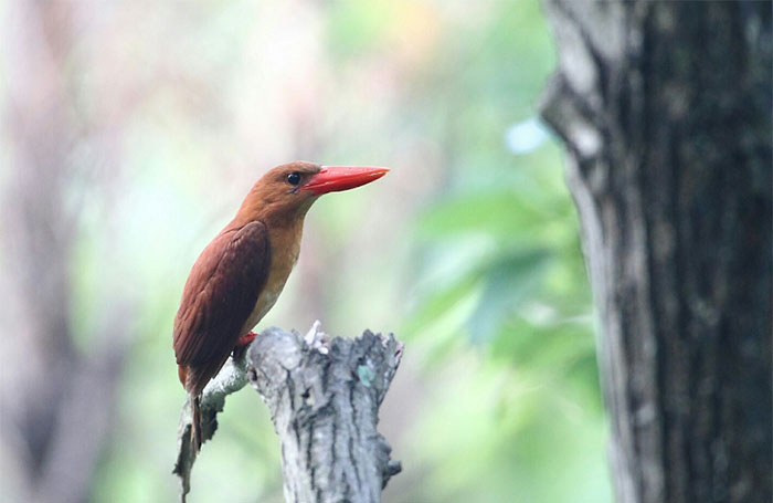 20160811_MigratoryBirds_05.jpg