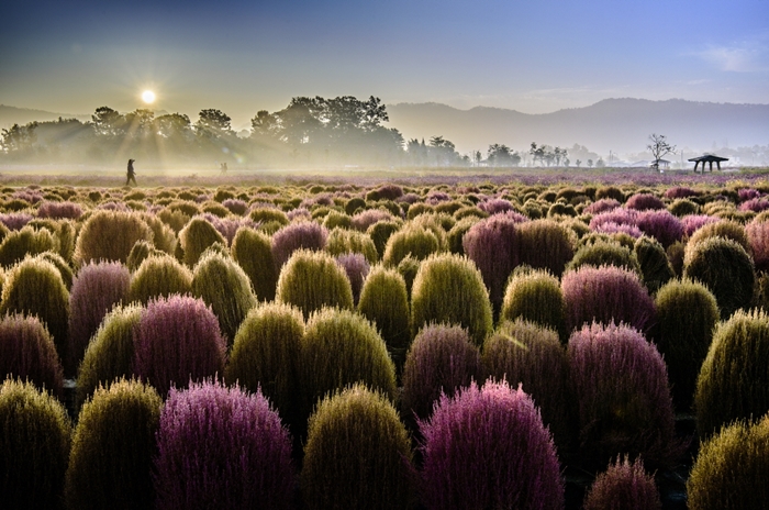 The photo titled 'Morning Exercise’ wins second place.