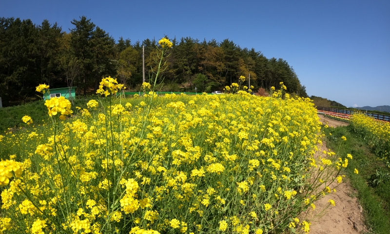 Though Namhae welcomes visitors with its unique beauty in all four seasons, everyone Korea.net talked to during its visit there said the island is 