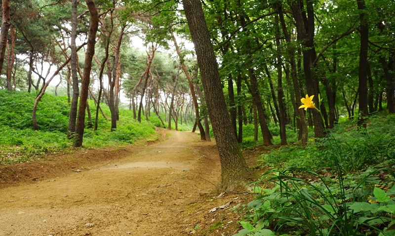 Forest trails at Sareung Royal Tomb in Namyangju