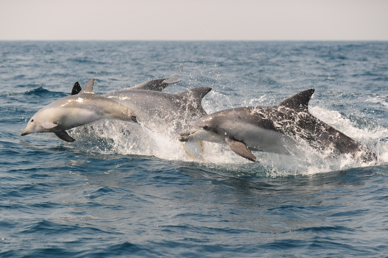 The Indo-Pacific bottlenose dolphin in 2012 was designated an endangered species subject to government protection and management. 