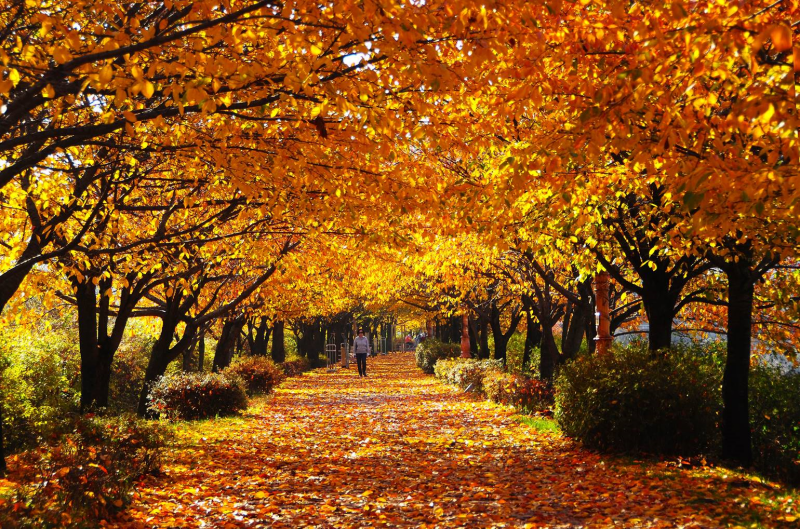 The Seoul Metropolitan Government on Oct. 25 released its list of the city's 96 best autumn trails, including this colorful leaf-covered path along Anyangcheon Stream.