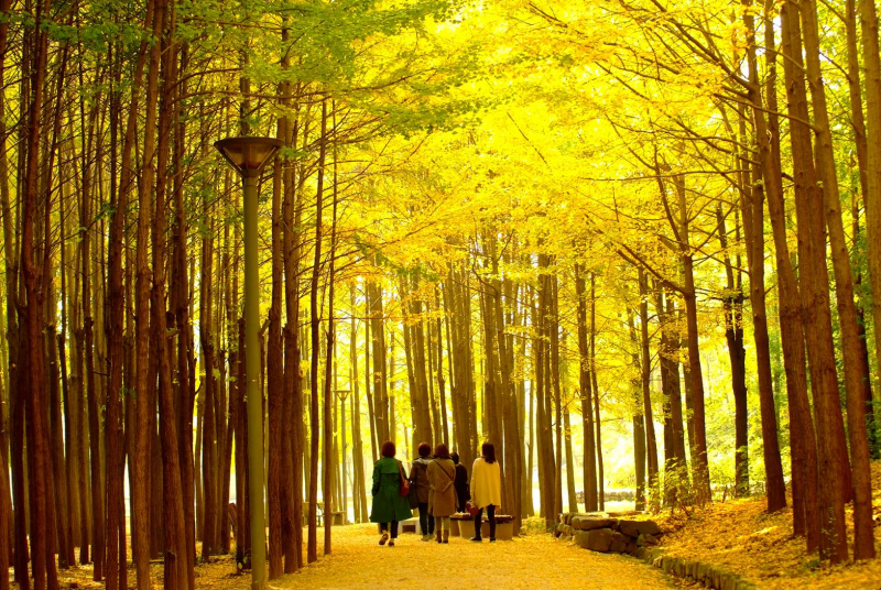 This trail can be found at Seoul Forest in the city's Seongdong-gu District.