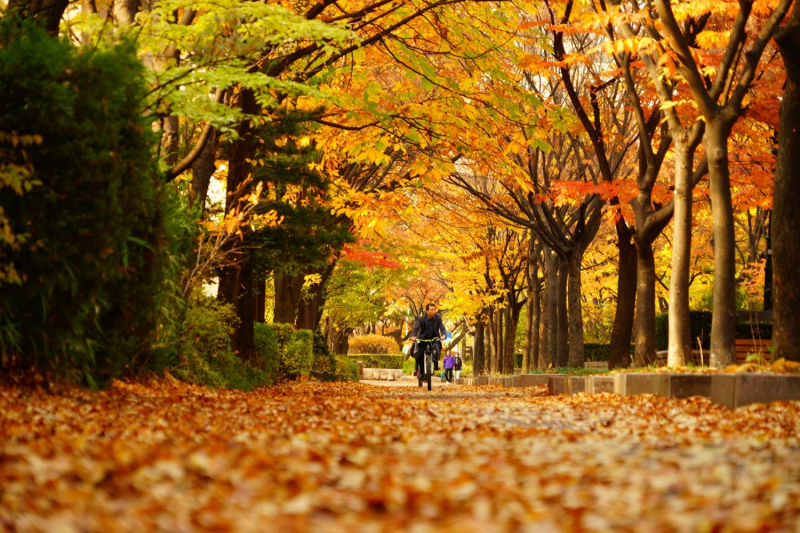 This road is located in the Mok-dong neighborhood of Seoul's Yangcheon-gu District.