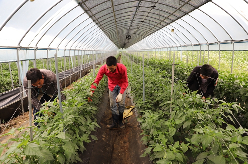 The Ministry of Justice is seeking to boost protection of the human rights of seasonal foreign workers. Shown are such laborers at a farm in Goesan-gun County, Chungcheongbuk-do Province. (Goesan-gun County Office) 
