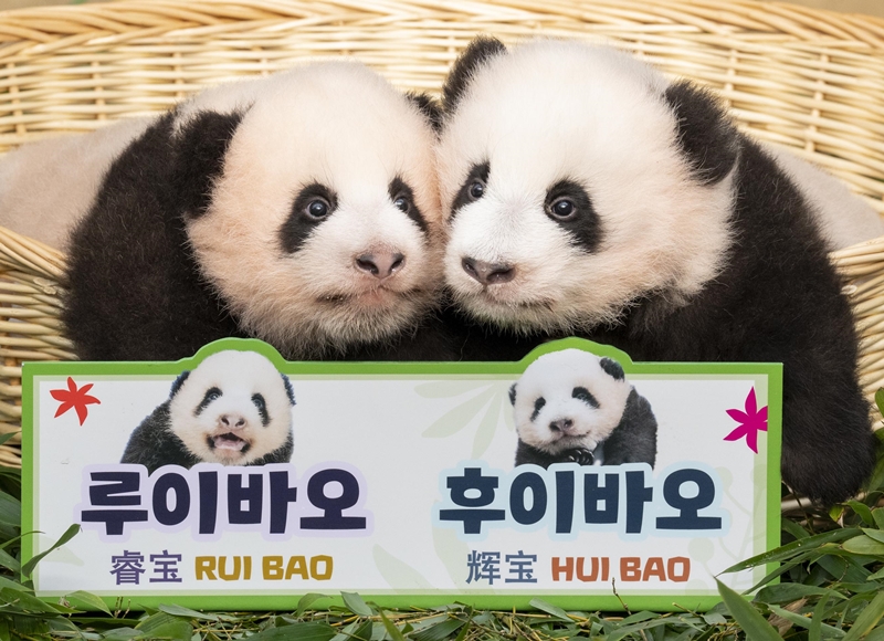 The theme park and zoo Everland in Yongin, Gyeonggi Province, on Oct. 12 said the first twin giant pandas born in the country were named Rui Bao (left) and Hui Bao. (Samsung C&T Resort Group)