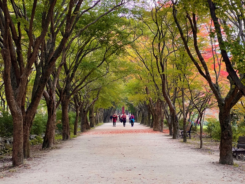 The 108 Danpung (Fall Foliage) Tunnel is a can't-miss spot for visitors to Naejangsan National Park in fall because of the area's abundance of colorful fall leaves. The road was just starting to change colors when the Korea.net staff writer visited on Oct. 26. 