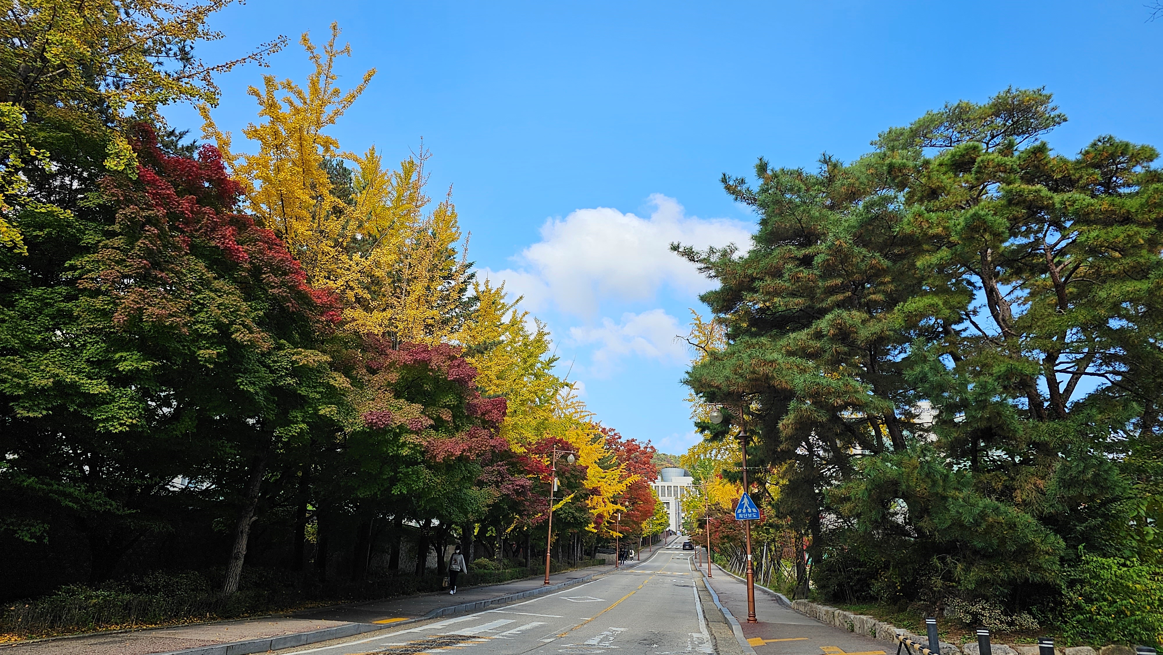 Autumn is vibrant at the main campus of Sungkyunkwan University in Seoul. 