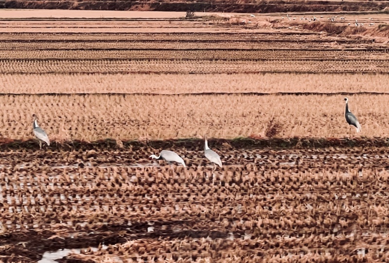 A family of rare white-naped cranes feed on fallen grain.