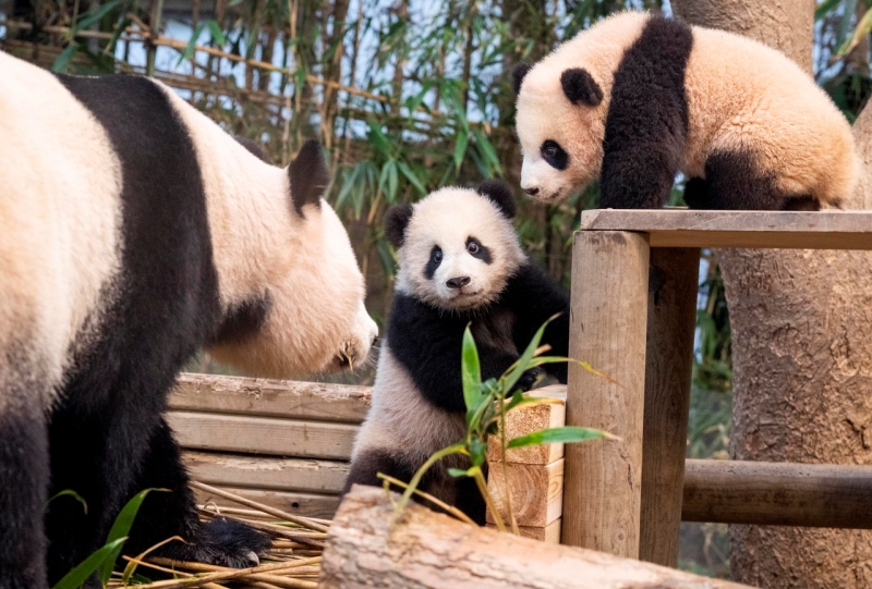 The first baby twin giant pandas born in Korea on Jan. 4 began their public debut at the theme park and zoo Everland in Yongin, Gyeonggi-do Province. The photo shows Rui Bao and Hui Bao accompanied by their mother Ai Bao on Jan. 3 looking around the zoo's indoor enclosure. (Everland) 