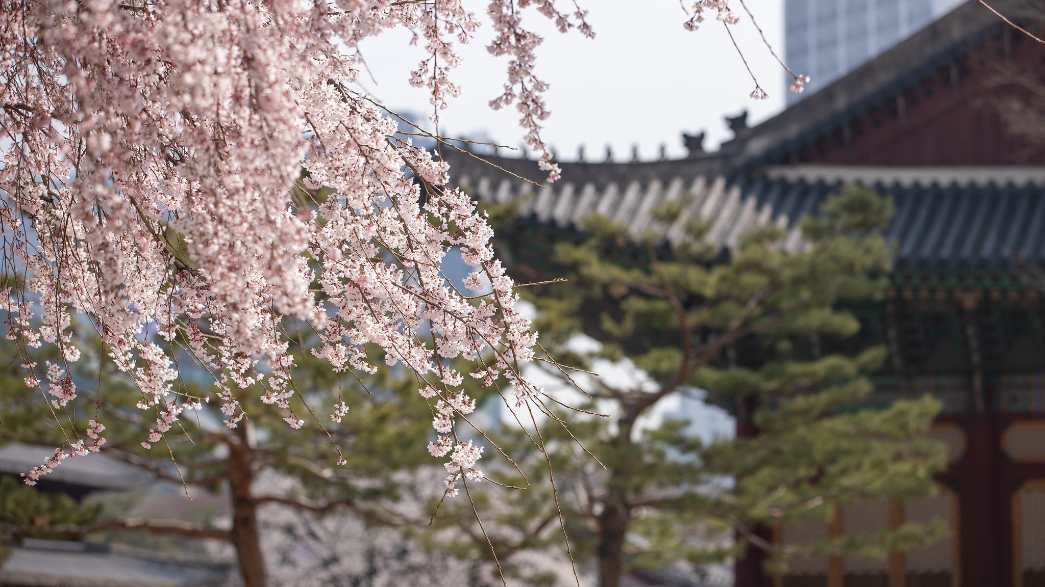The private weather forecasting company K-Weather on Feb. 25 said cherry blossoms are expected to bloom three to six days earlier this year than in previous years (1991-2020). Shown are cherry blossoms at Deoksugung Palace in Seoul. (Korea.net DB)