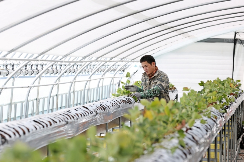 Eighteen basic local governments from the first half of this year will implement early adaptation programs for seasonal foreign workers. Shown is a worker at a greenhouse in Imsil-gun County, Jeollabuk-do Office. (Imsil-gun Office)