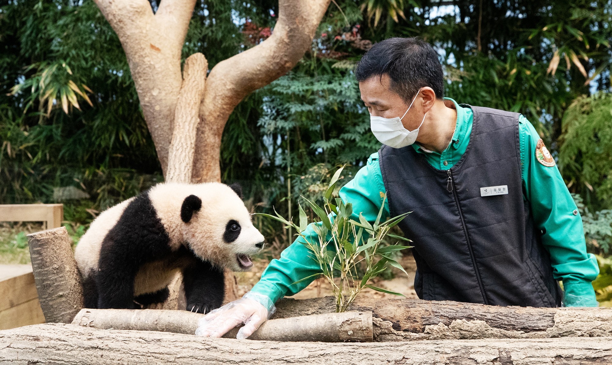 Fu Bao, the first giant panda born in Korea via natural breeding on July 20, 2020, is enjoying popularity in China after being moved there. Shown are Fu Bao at six months old and her zookeeper Kang Cher-won in January 2021 at the theme park and zoo Everland in Yongin, Gyeonggi-do Province, at the time of Korea.net's coverage of the animal. (Korea.net DB)