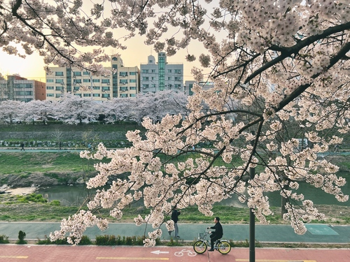 Pink cherry blossoms decorate the scenery along the banks of Bulgwangcheon Stream in Seoul's Eunpyeong-gu District.