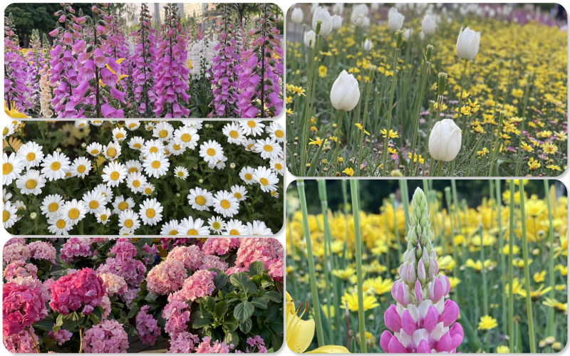 Ilsan Lake Park in Goyang, Gyeonggi-do Province, dazzles with global flora at this year's International Horticulture Goyang Korea.