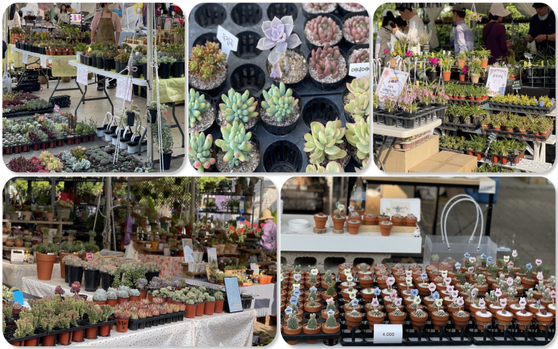 The flower market booths overflow with a diverse selection of succulents, cacti, plants and flowers.