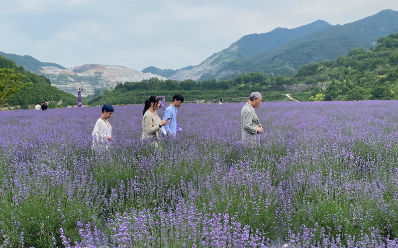 exploring the beautiful lavender field with the Minister of Culture, Sports and Tourism (photo by Eleonora Terezia Gaspar) 