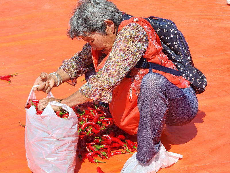 An elderly woman on Aug. 31 stuffs chili pepper in a bag at the event 