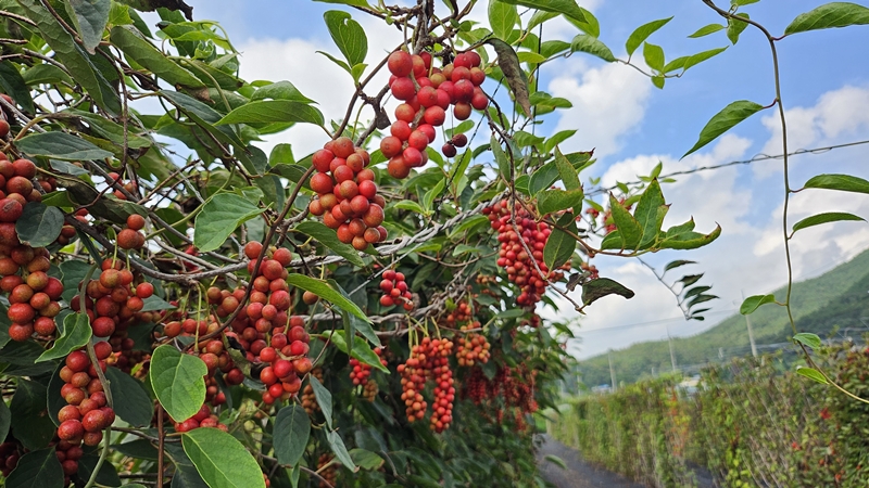 September sees omija (schisandra or magnolia berry) ripen from green to red and is when the Mungyeong Omjia Festival is held. Though the harvest is almost over, the berry remains in select places.