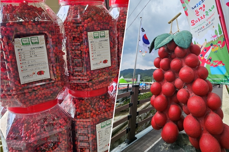 The Joseon Dynasty medical text Dongeuibogam (Principles and Practices of Eastern Medicine) says omija's health benefits including restoring a lack of energy and enhancing kidney functions and eyesight. On the right are the berries piled high at the festival and on the left is an omija sculpture on Jeokseongyo Bridge over Geumcheon Stream of Dongno-myeon Township in Mungyeong, Gyeongsangbuk-do Province. 