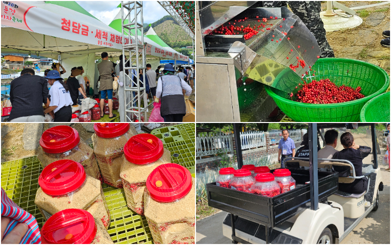 Omija is usually made into marmalade or tea rather than being eaten as a berry. The photos show how omija is washed with a machine, turned it into cheong (marmalade) and delivered to a parking lot for delivery to consumers.  
