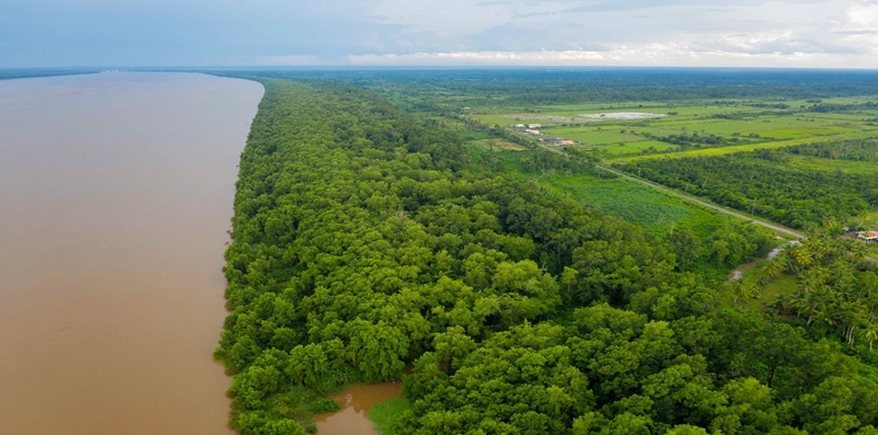 Mangrove forest in Guyana (Korea Forest Service)