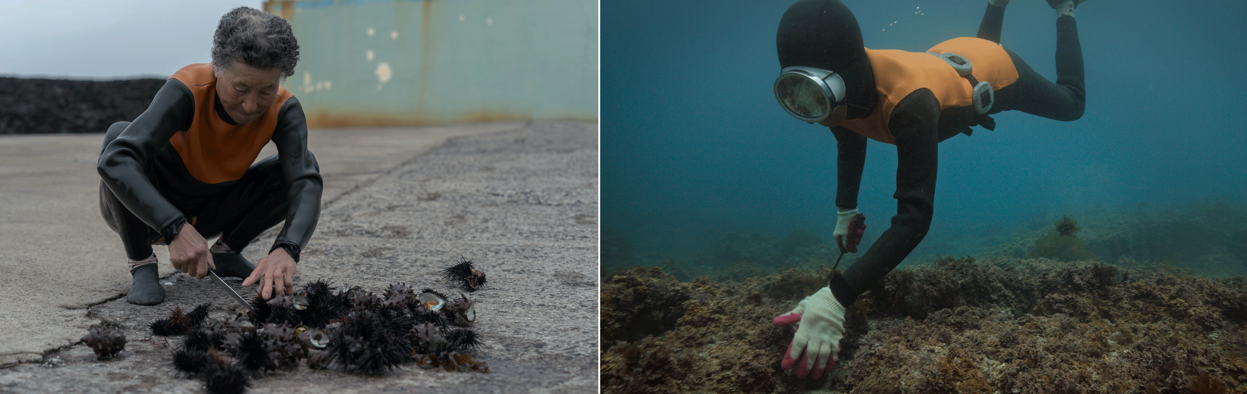 A haenyeo cleans sea urchins (left), while another dives into the sea in search of seafood (right). Photo credits Apple TV+ (I have permission to use the photos)