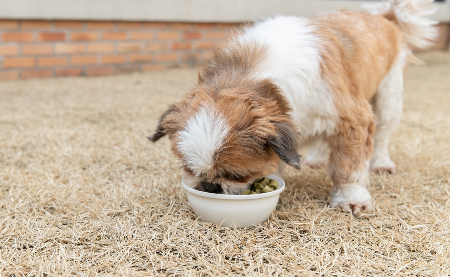 The Ministry of Agriculture, Food and Rural Affairs on Dec. 16 said it prepared a revised bill on animal feed standards and specifications to designate separate labeling rules for pet food products. (Rural Development Administration's National Institute of Animal Science) 